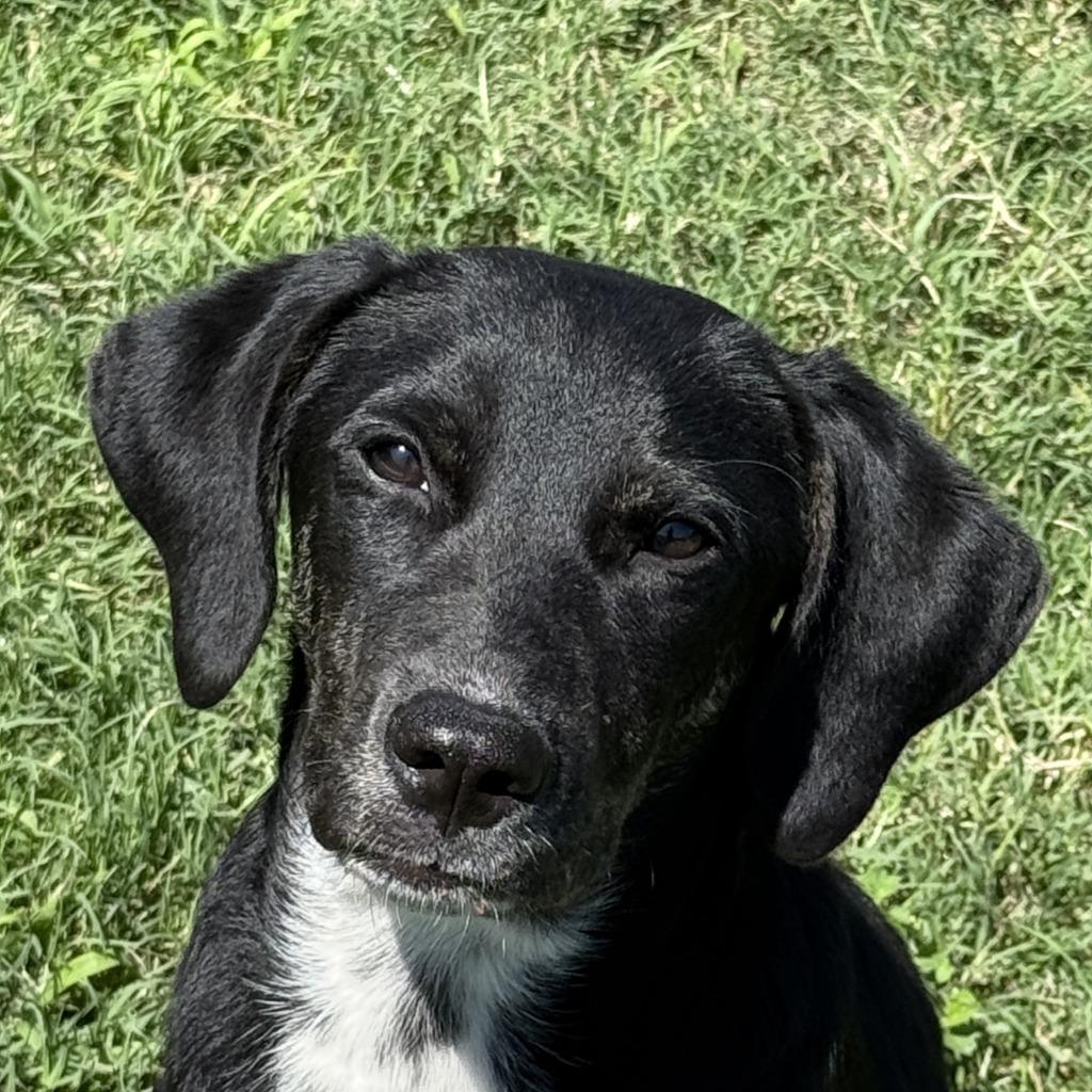 Enlarge Kayla, a Adoptable mixed breed in Brenham, TX image 1/6