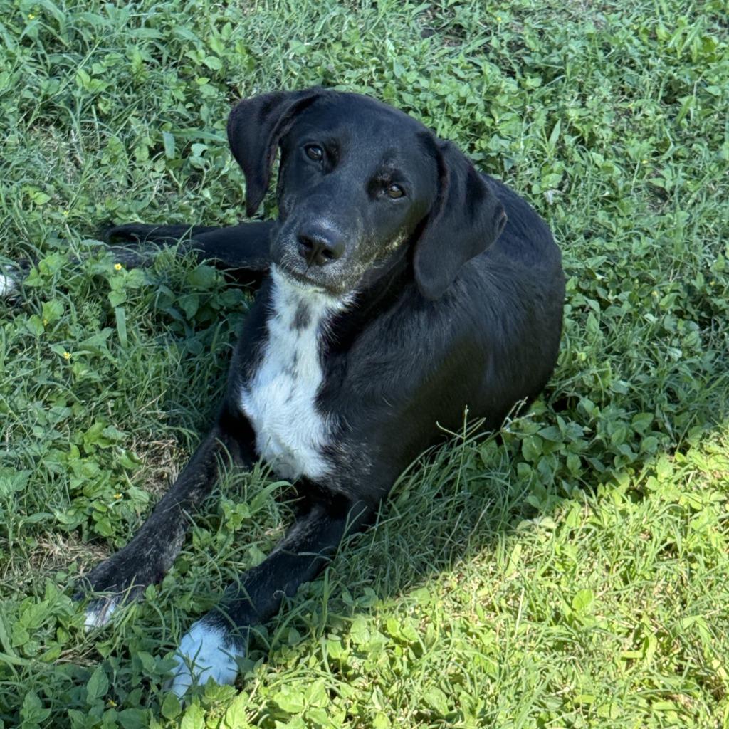 Enlarge Kayla, a Adoptable mixed breed in Brenham, TX image 2/6