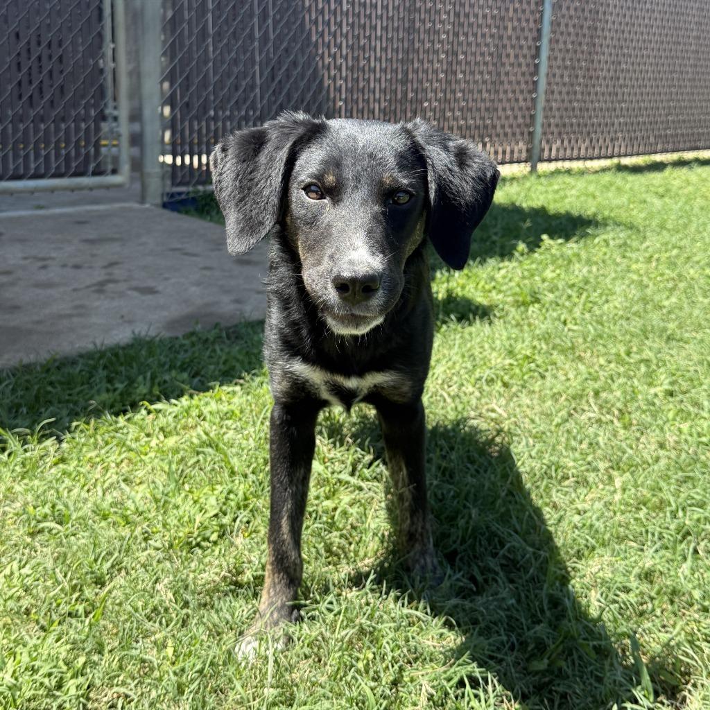Kayla, Adoptable, Puppy Female Labrador Retriever & Australian Shepherd.