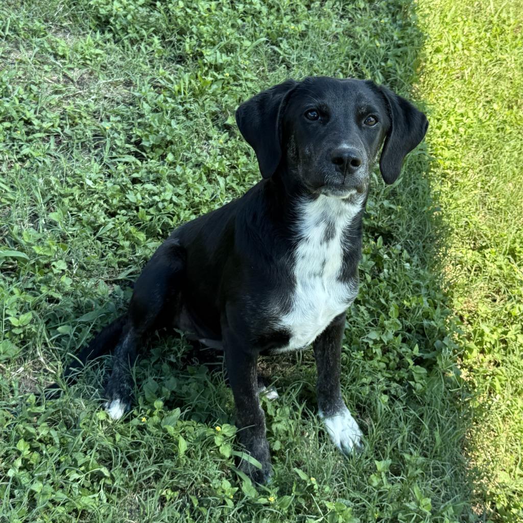 Enlarge Kayla, a Adoptable mixed breed in Brenham, TX image 3/6