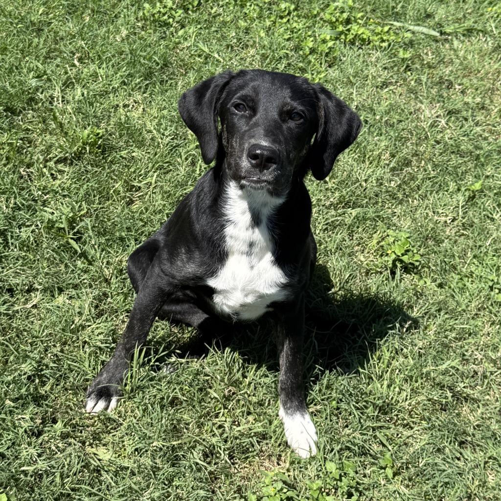 Enlarge Kayla, a Adoptable mixed breed in Brenham, TX image 4/6