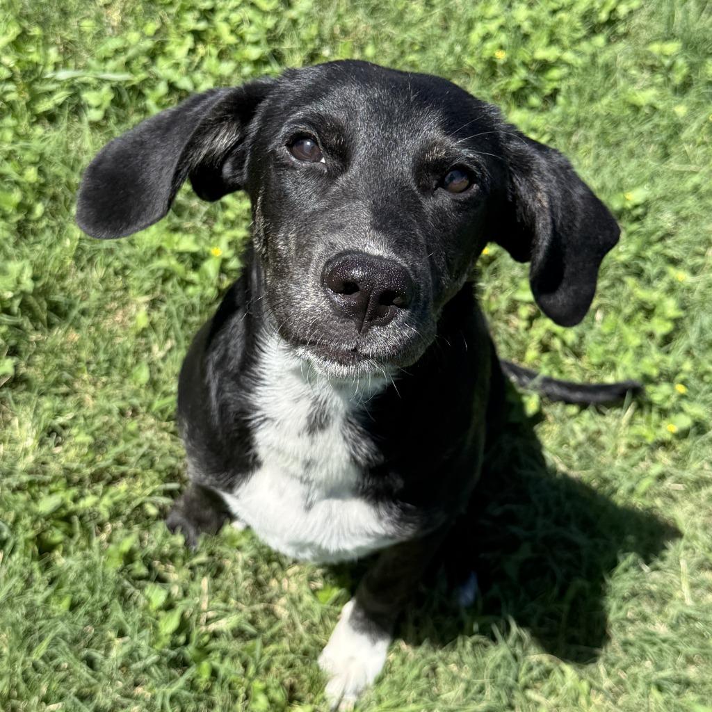 Enlarge Kayla, a Adoptable mixed breed in Brenham, TX image 5/6