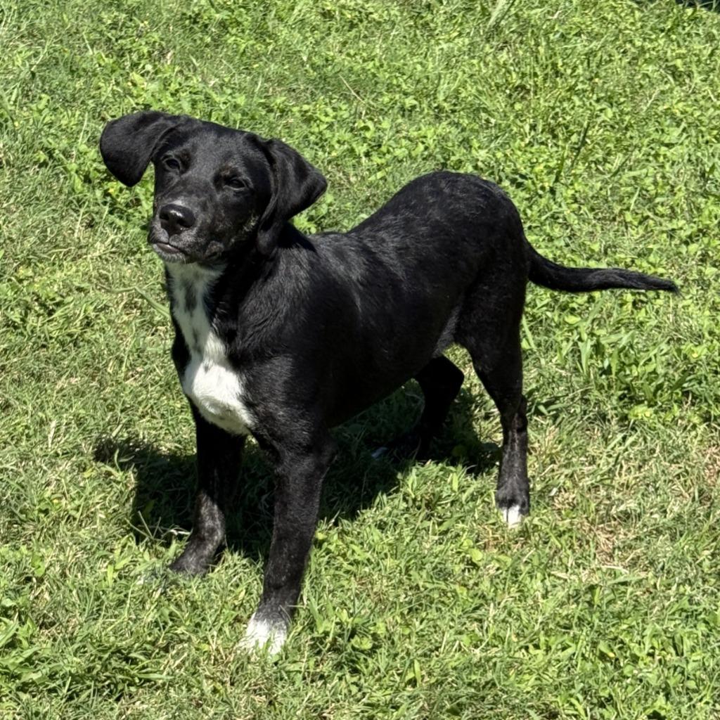 Enlarge Kayla, a Adoptable mixed breed in Brenham, TX image 6/6