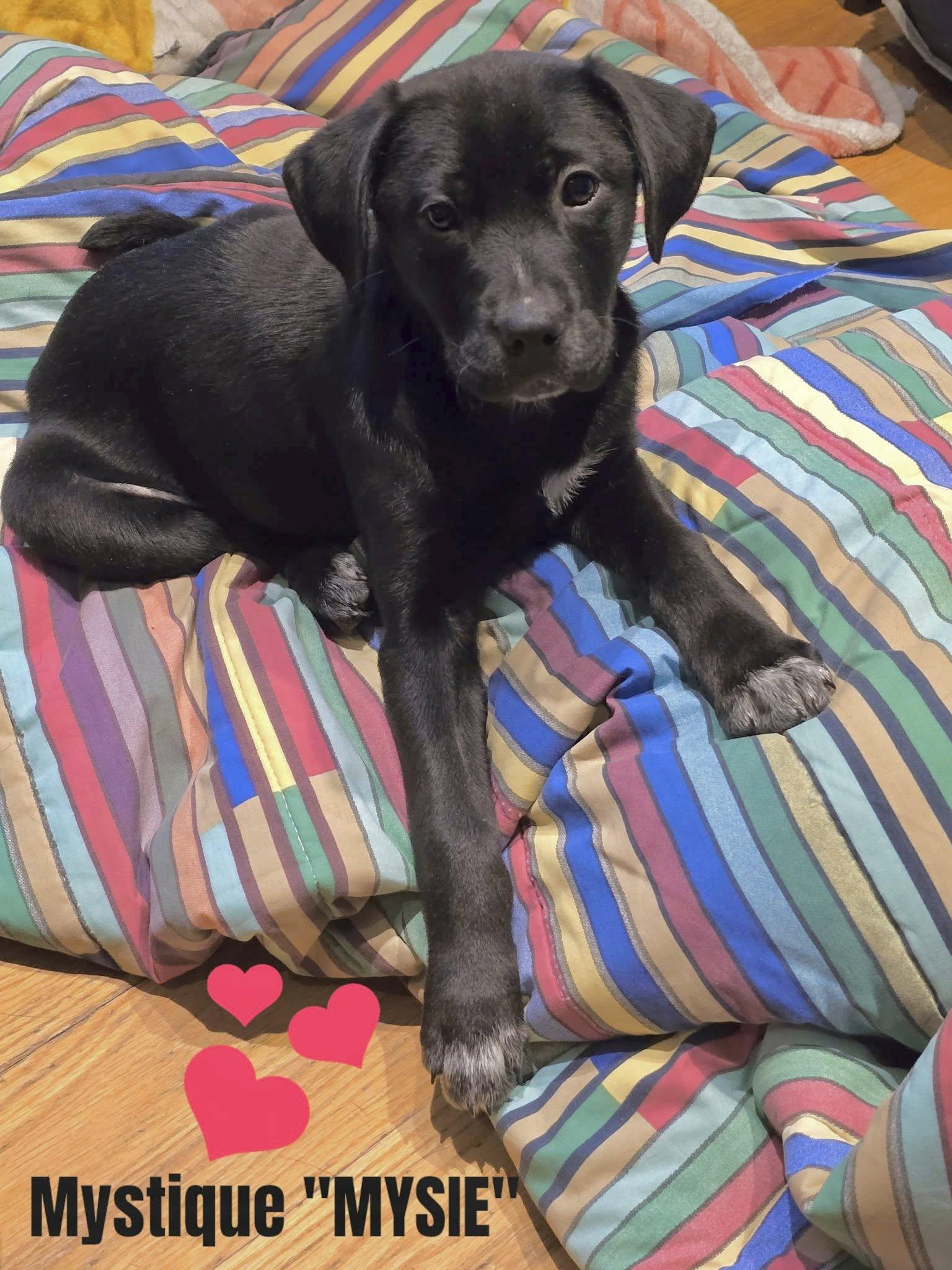 Enlarge Mysie, a ADOPTABLE mixed breed in Ossining, NY image 1/1