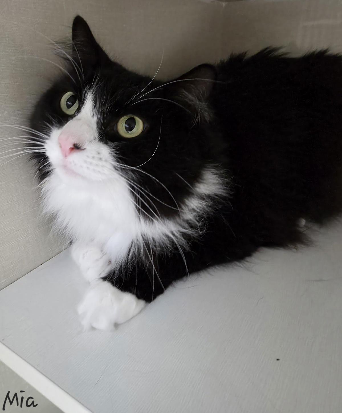 Enlarge Mia, an adopted Domestic Long Hair in Key Largo, FL image 4/6