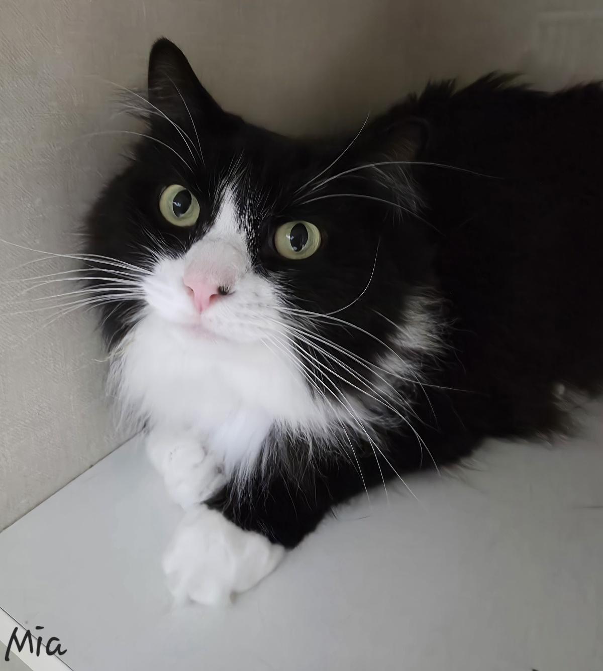 Enlarge Mia, an adopted Domestic Long Hair in Key Largo, FL image 3/6