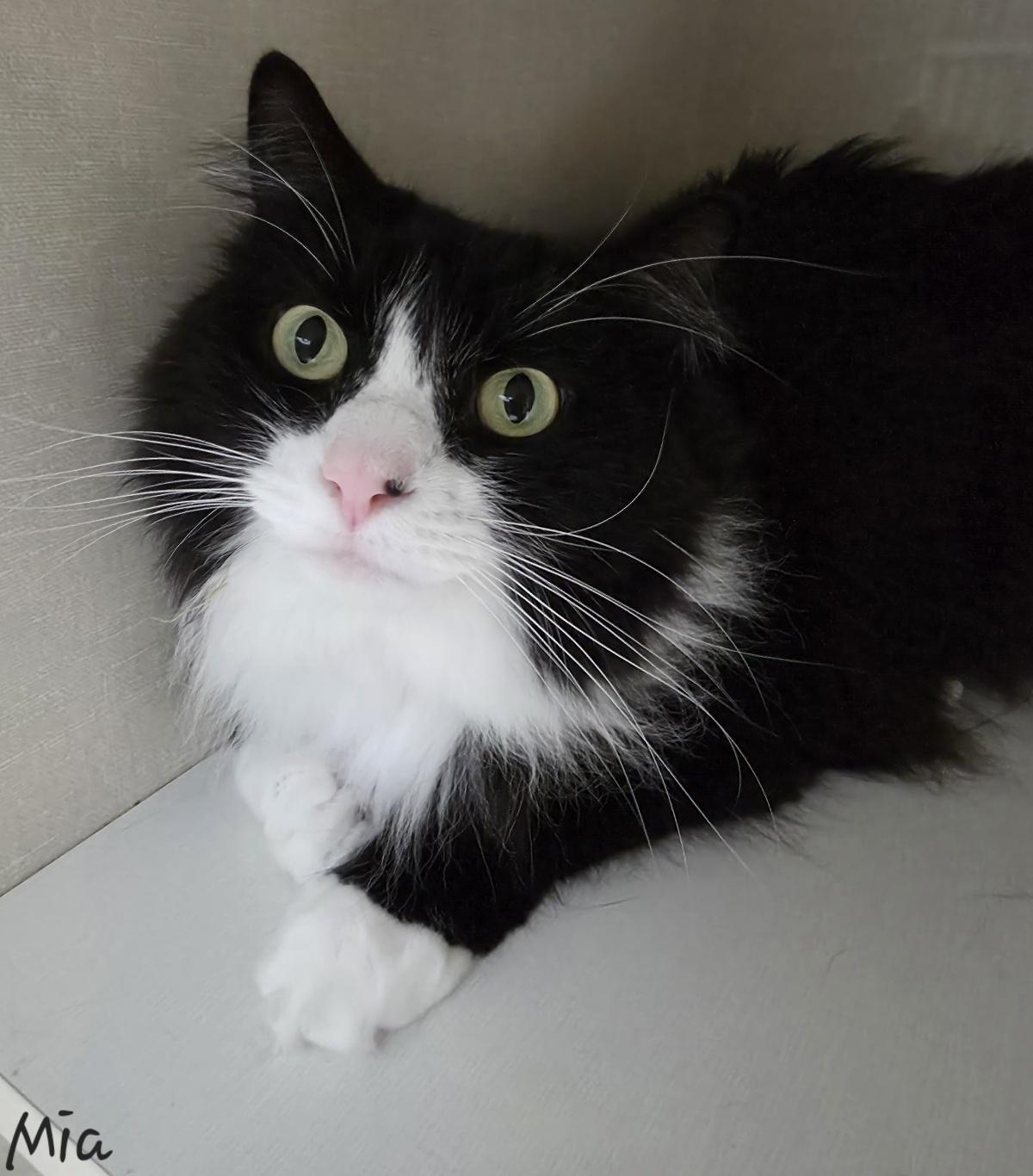 Enlarge Mia, an adopted Domestic Long Hair in Key Largo, FL image 2/6