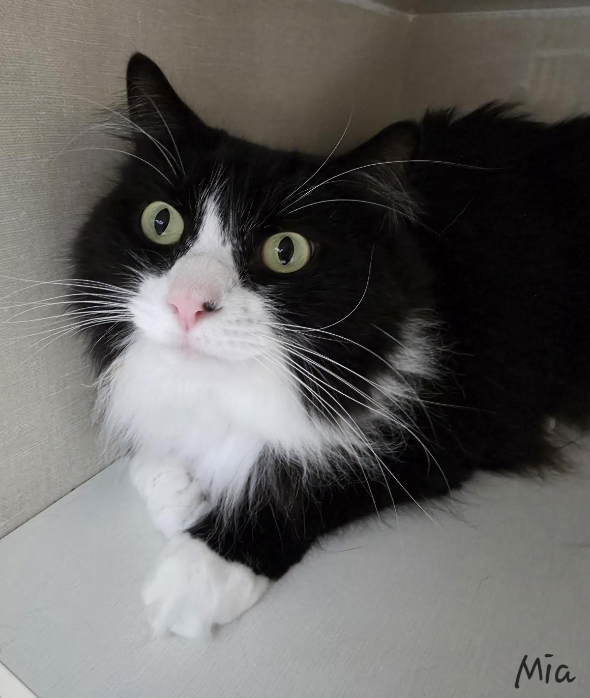 Mia, adopted, Adult Female Domestic Long Hair.