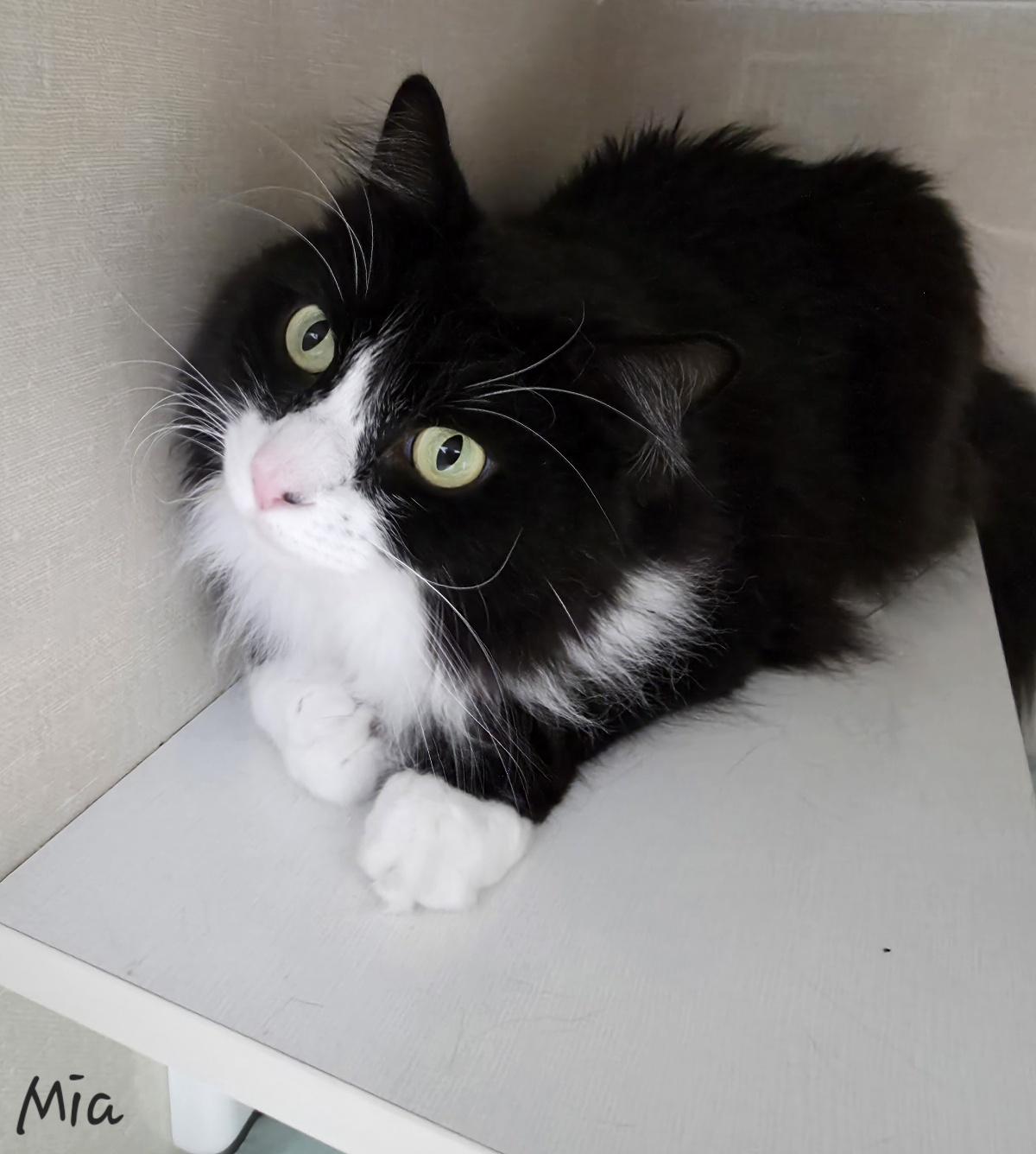 Enlarge Mia, an adopted Domestic Long Hair in Key Largo, FL image 6/6