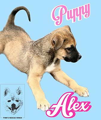 Alex 2