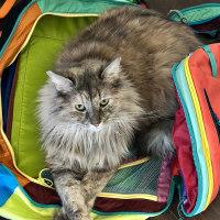 PUMPKIN, an adopted mixed breed in Henderson, NV image 1/3