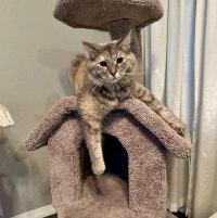 PUMPKIN, an adopted mixed breed in Henderson, NV image 2/3