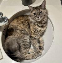 PUMPKIN, an adopted mixed breed in Henderson, NV image 3/3