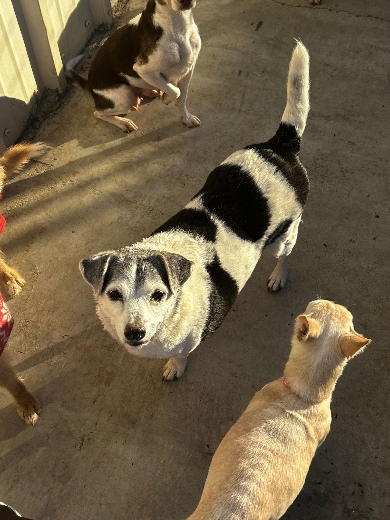Danyon, Adoptable, Adult Male Jack Russell Terrier.