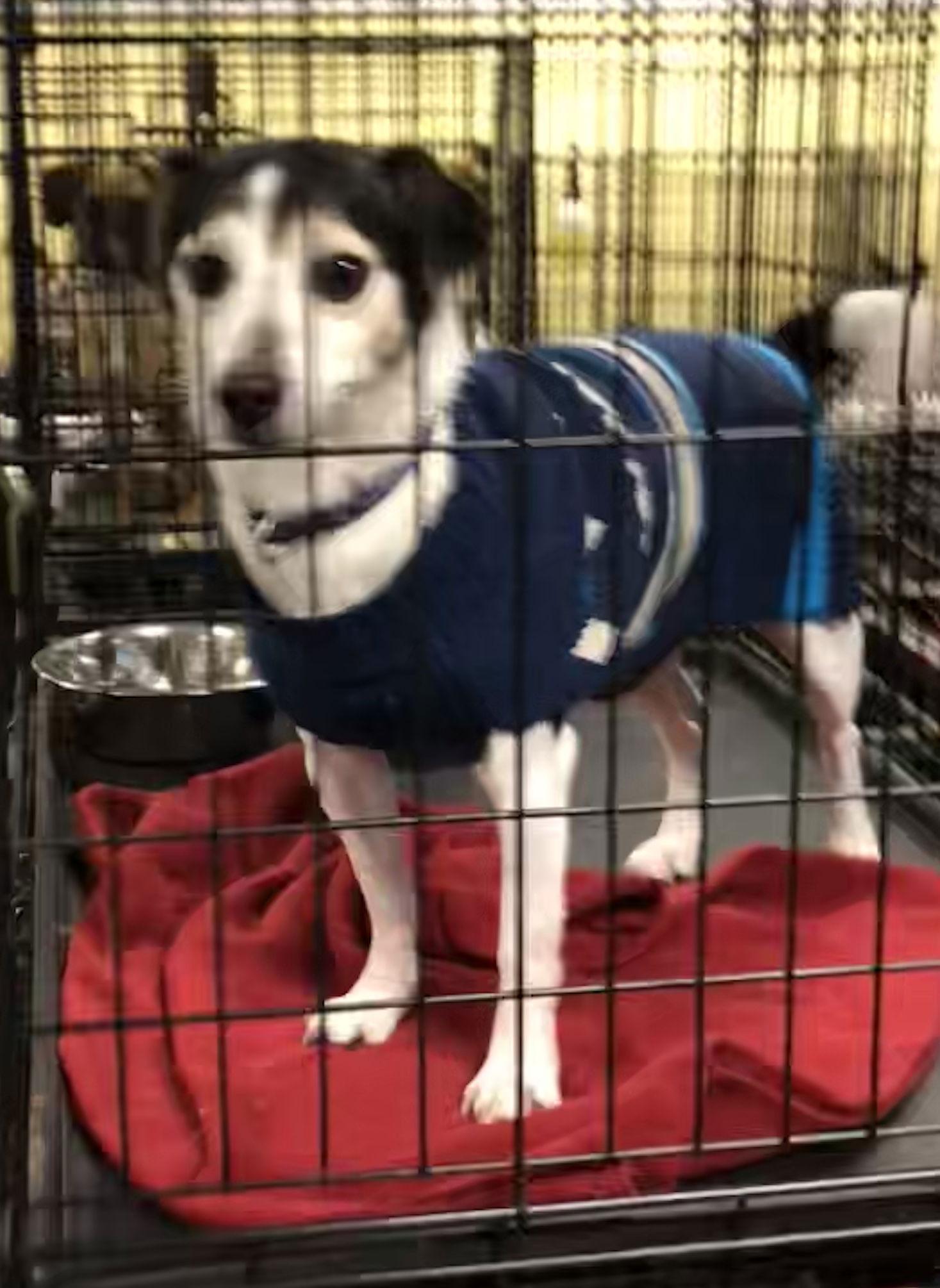 Enlarge Danyon, a Adoptable Jack Russell Terrier in Chico, CA image 2/3