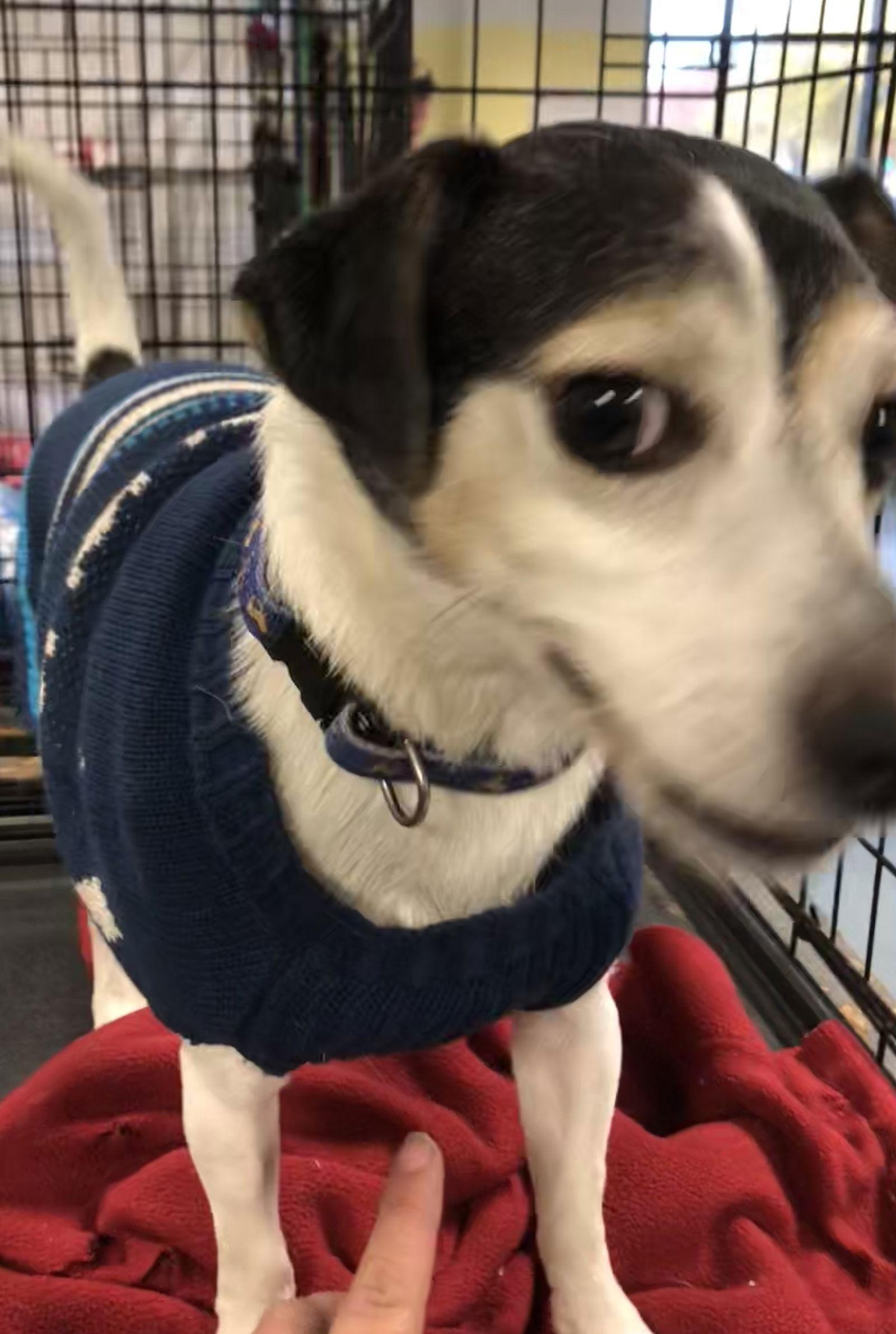 Enlarge Danyon, a Adoptable Jack Russell Terrier in Chico, CA image 3/3