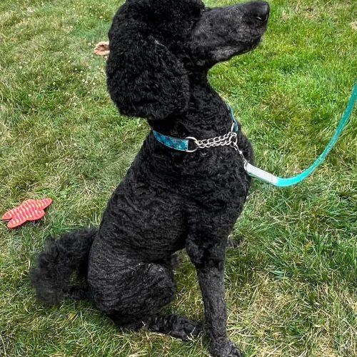 Prince, Adoptable, Adult Male Standard Poodle & Standard Poodle.
