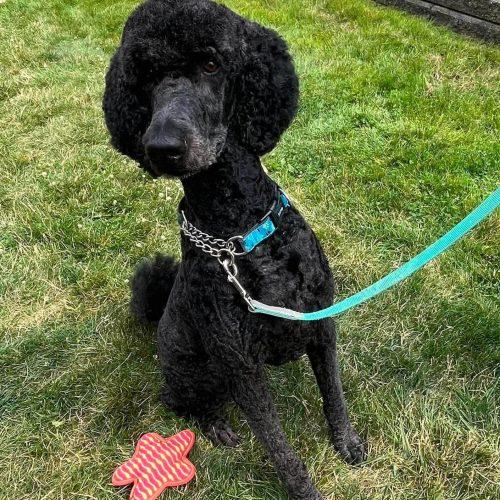 Enlarge Prince, a Adoptable mixed breed in Courtice, ON image 2/5