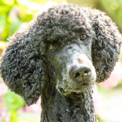 Enlarge Prince, a Adoptable mixed breed in Courtice, ON image 3/5