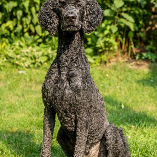 Enlarge Prince, a Adoptable mixed breed in Courtice, ON image 4/5