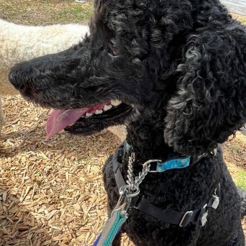 Enlarge Prince, a Adoptable mixed breed in Courtice, ON image 5/5