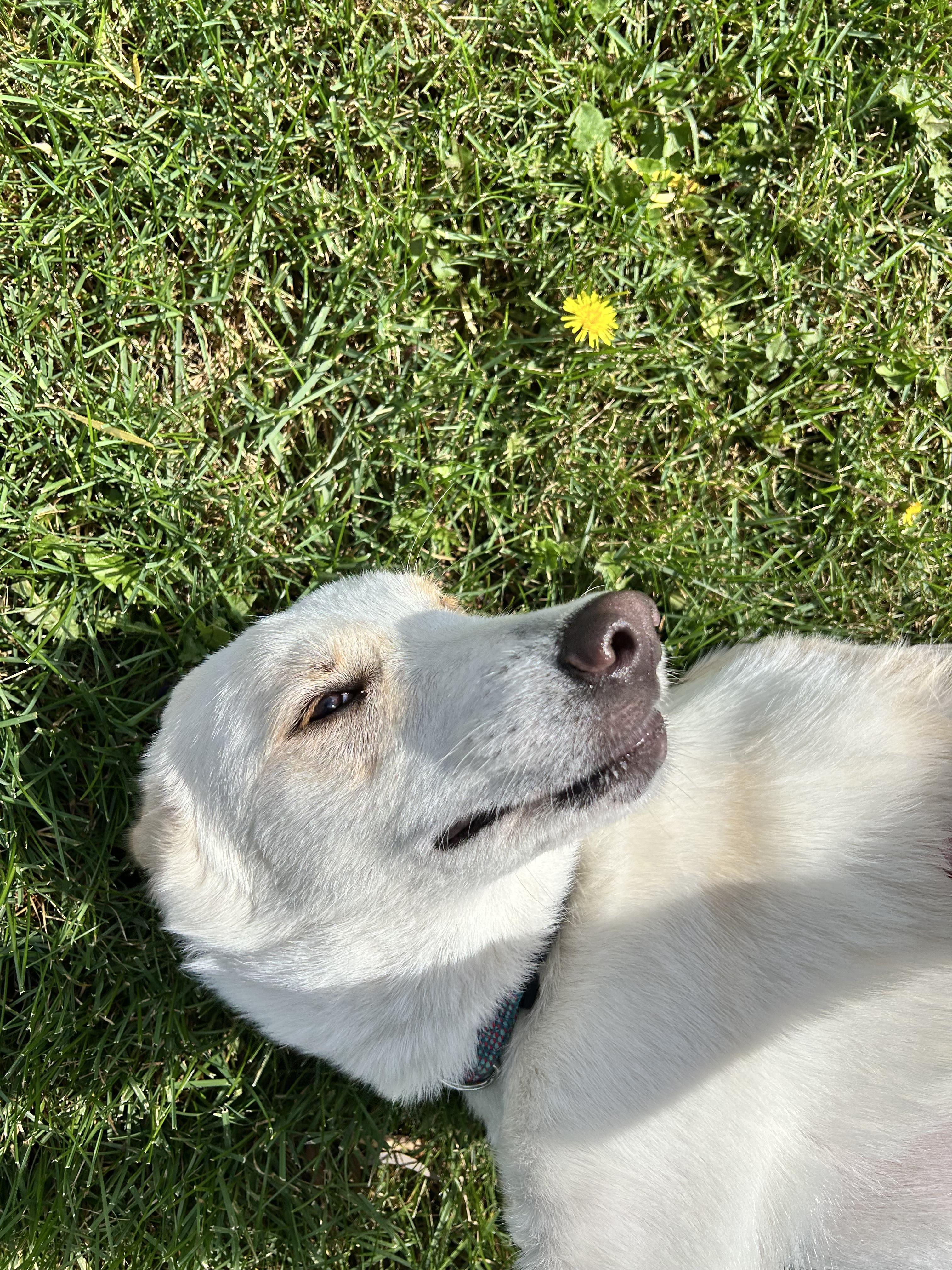 Enlarge Mina, a Adoptable mixed breed in Marengo, IL image 3/3