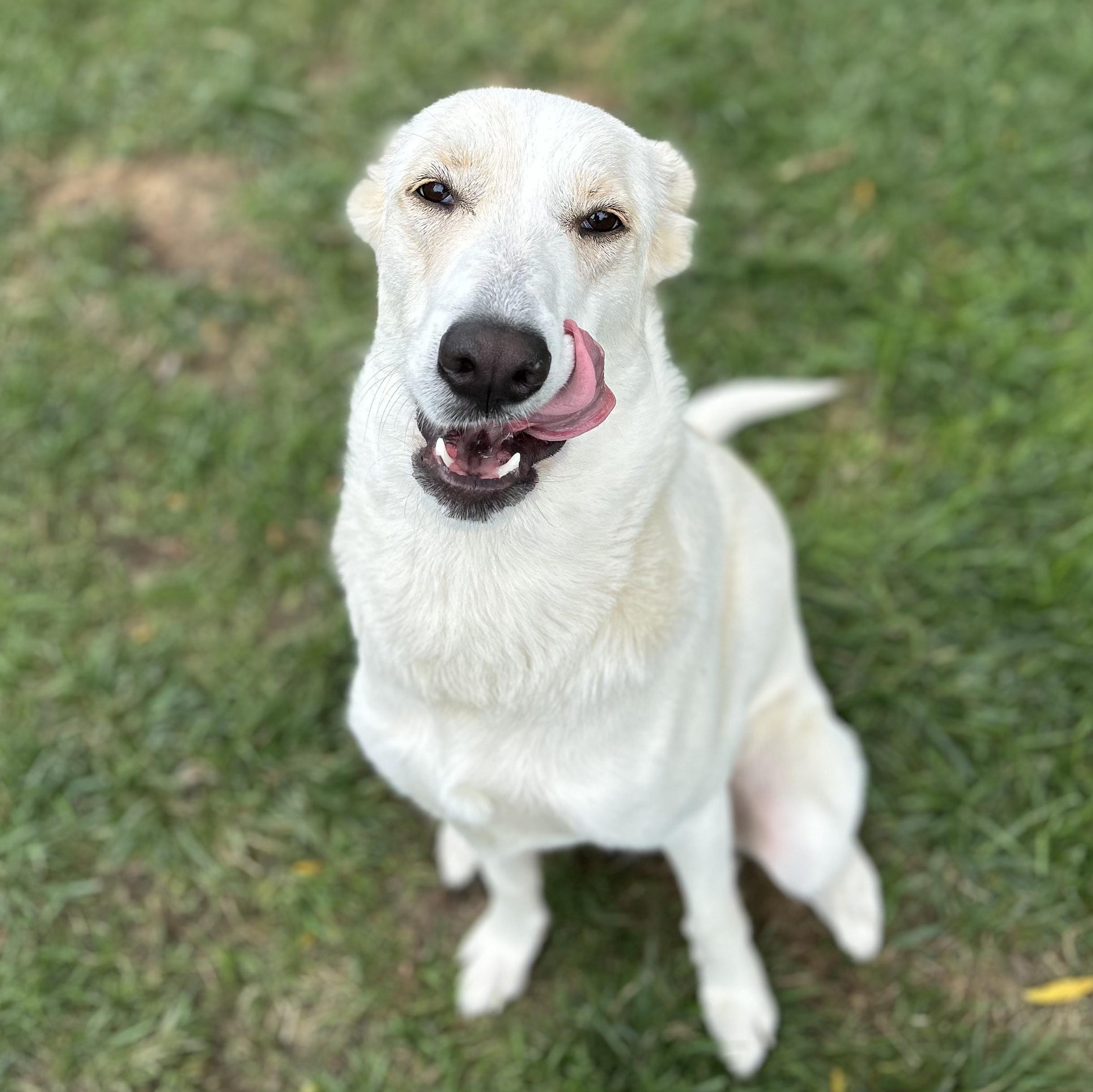 Enlarge Mina, a Adoptable mixed breed in Marengo, IL image 2/3