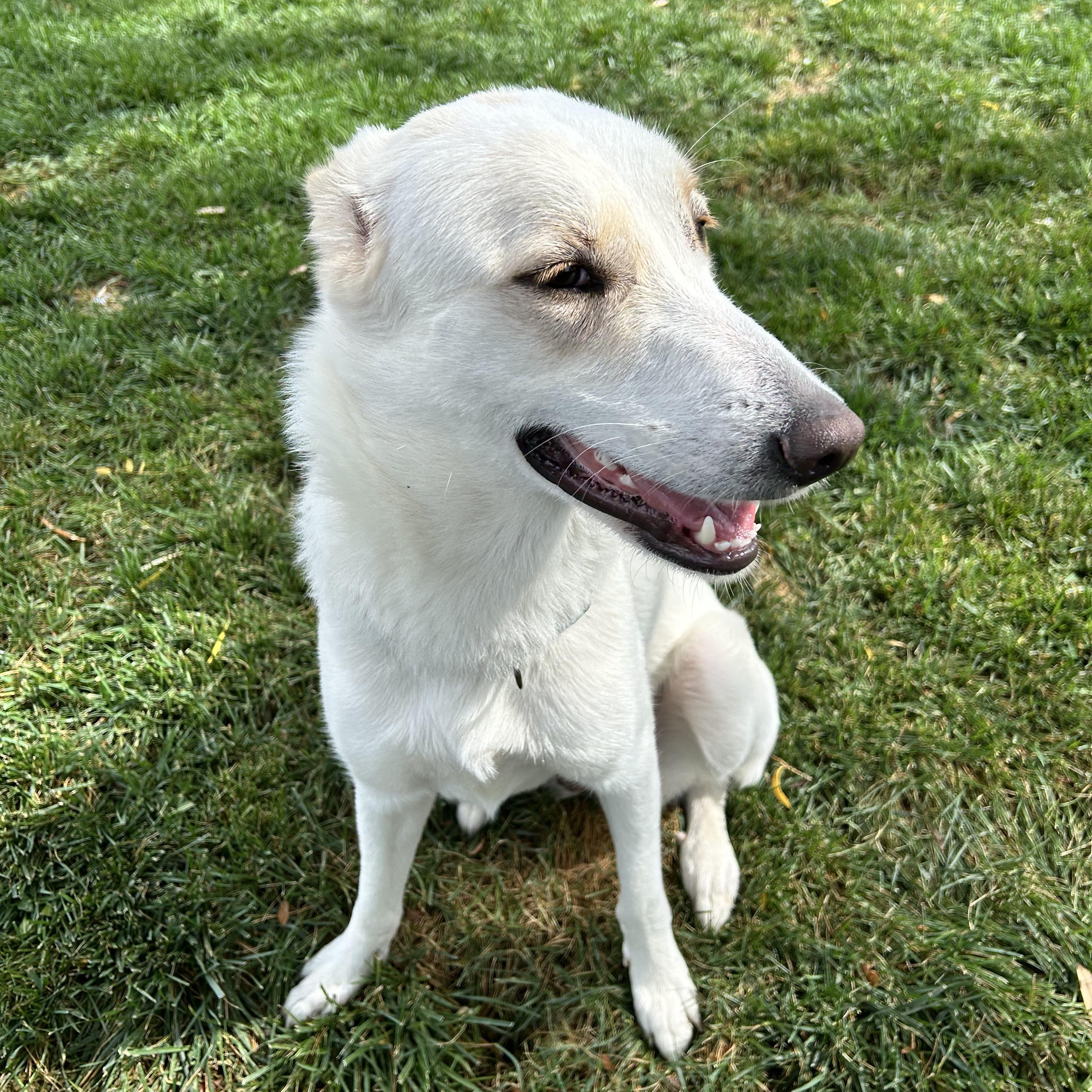 Mina, Adoptable, Adult Female Labrador Retriever.