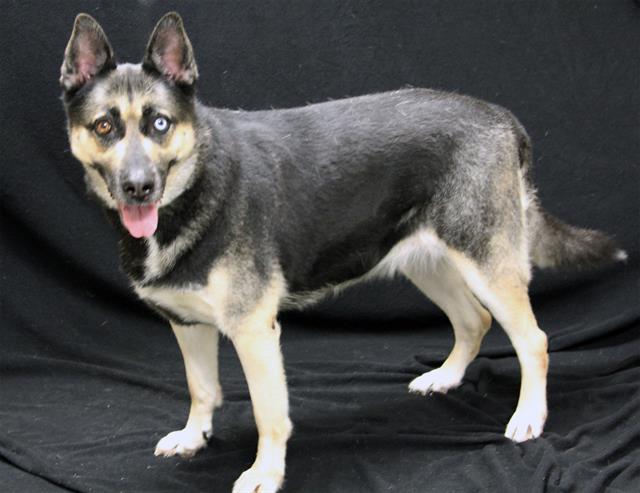Enlarge HOPE, a Adoptable German Shepherd Dog in Winter Haven, FL image 1/1