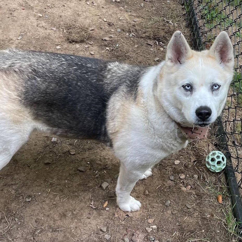 Luna, Adoptable, Adult Female Husky.