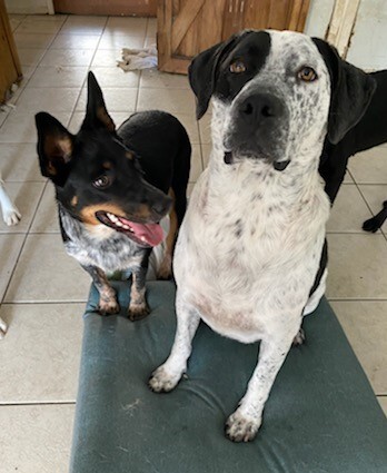 Sarah , Adoptable, Young Female Australian Cattle Dog / Blue Heeler.