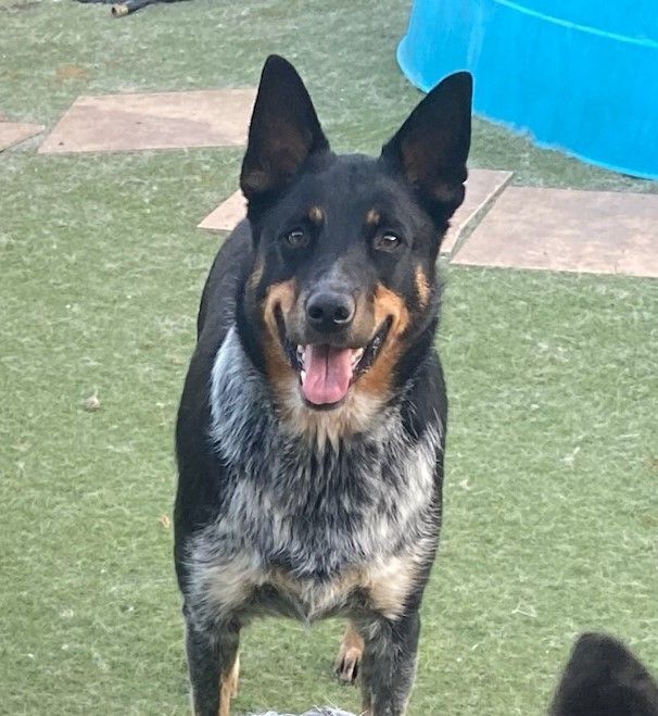 Enlarge Sarah , a Adoptable mixed breed in Newport Beach, CA image 3/12