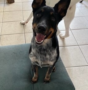 Enlarge Sarah , a Adoptable mixed breed in Newport Beach, CA image 4/12