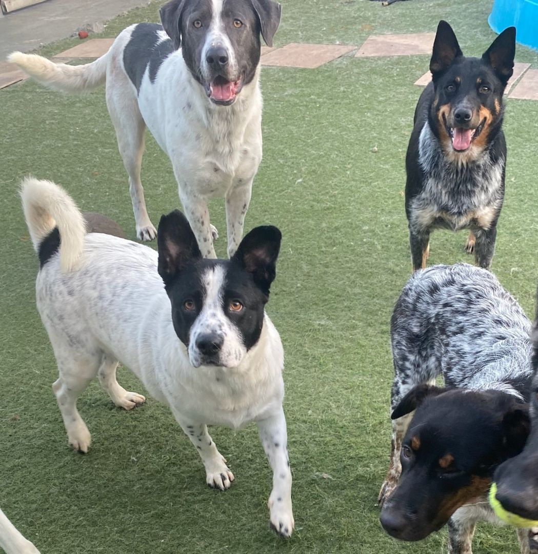 Enlarge Sarah , a Adoptable mixed breed in Newport Beach, CA image 5/12