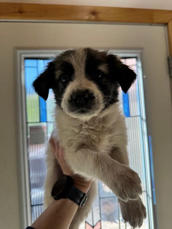 Smore, Adoptable, Adult Female Mixed Breed.