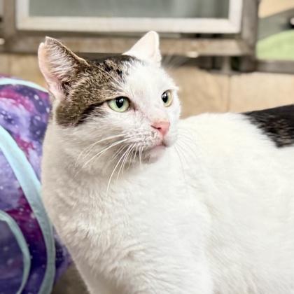 Milky, Adoptable, Adult Female Domestic Short Hair & Domestic Short Hair.