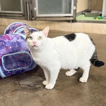 Enlarge Milky, a Adoptable mixed breed in Honolulu, HI image 2/3