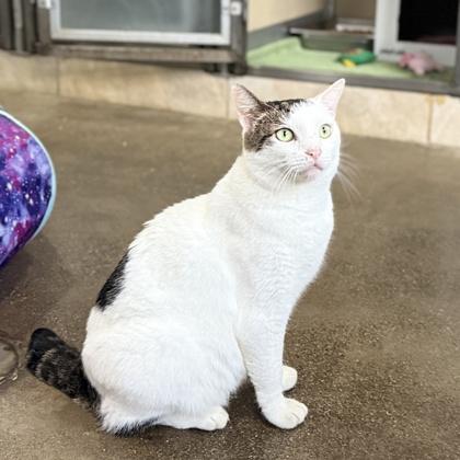 Enlarge Milky, a Adoptable mixed breed in Honolulu, HI image 3/3