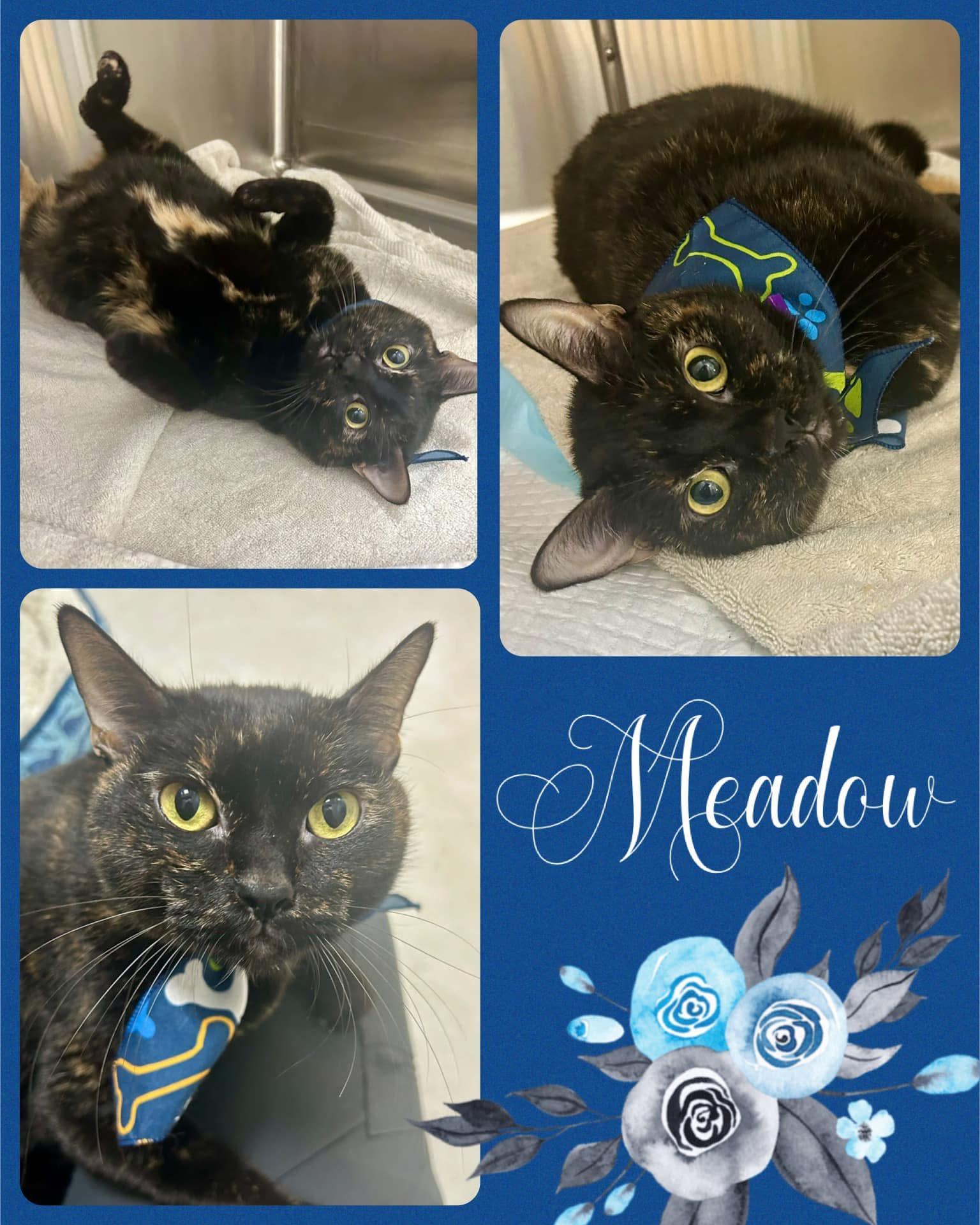 Enlarge Meadow, a Adoptable Tortoiseshell in Fort Worth, TX image 1/1