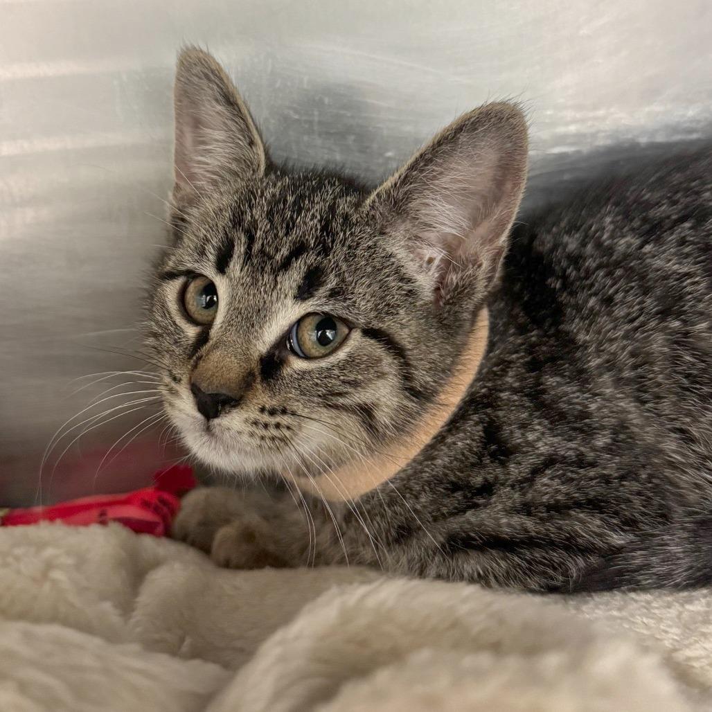 Howie, Adoptable, Kitten Male Domestic Short Hair.