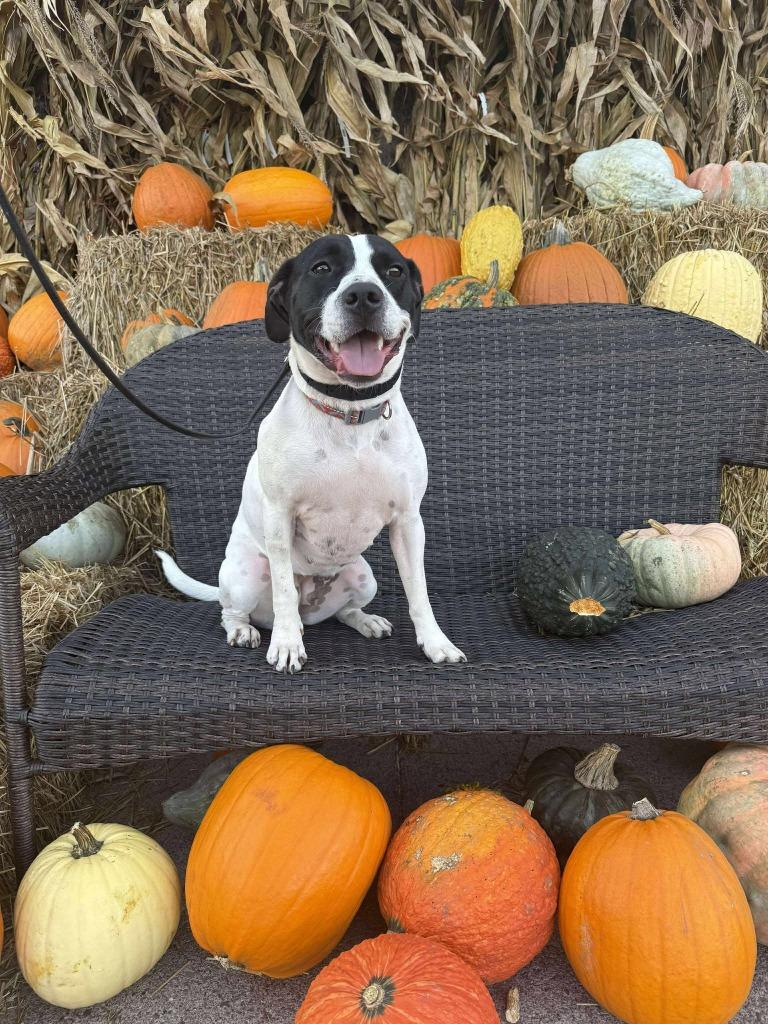 Athena May, Adoptable, Adult Female Mixed Breed.