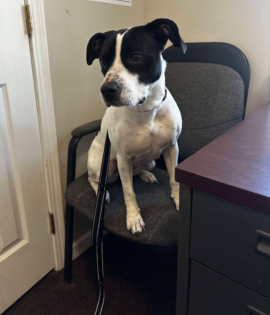 Athena May, a Adoptable mixed breed in Cloquet, MN image 4/5