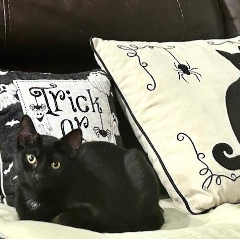 Enlarge Brady Bunch Girls – Jan, Cindy, Marsha & Carol, a Adoptable Domestic Short Hair in Braintree, MA image 1/6