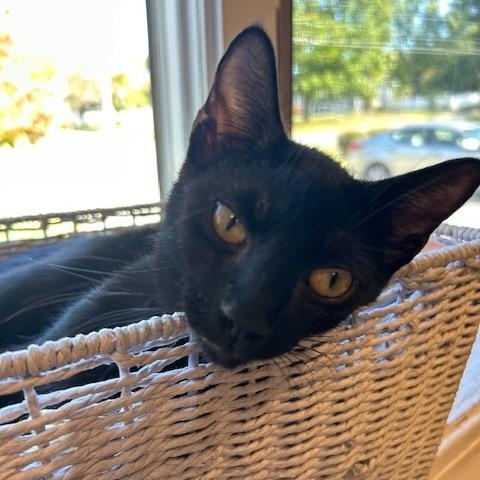 Enlarge Brady Bunch Girls – Jan, Cindy, Marsha & Carol, a Adoptable Domestic Short Hair in Braintree, MA image 3/6