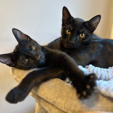 Enlarge Brady Bunch Girls – Jan, Cindy, Marsha & Carol, a Adoptable Domestic Short Hair in Braintree, MA image 6/6
