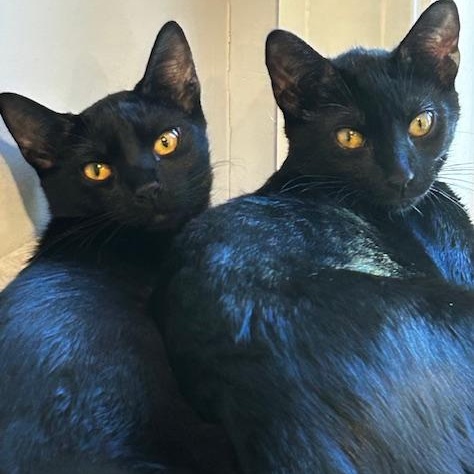 Enlarge Brady Bunch Girls – Jan, Cindy, Marsha & Carol, a Adoptable Domestic Short Hair in Braintree, MA image 5/6