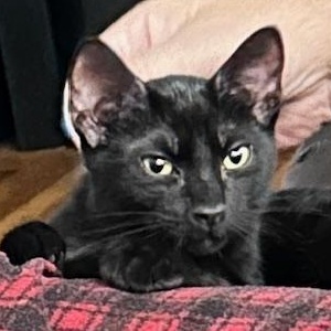 Enlarge Brady Bunch Girls – Jan, Cindy, Marsha & Carol, a Adoptable Domestic Short Hair in Braintree, MA image 2/6