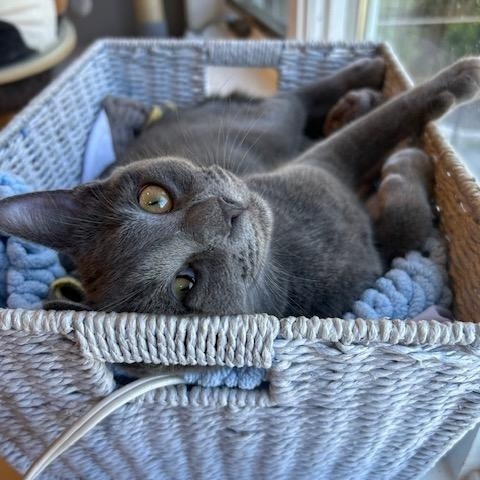 Enlarge Brady Bunch Girls – Jan, Cindy, Marsha & Carol, a Adoptable Domestic Short Hair in Braintree, MA image 4/6