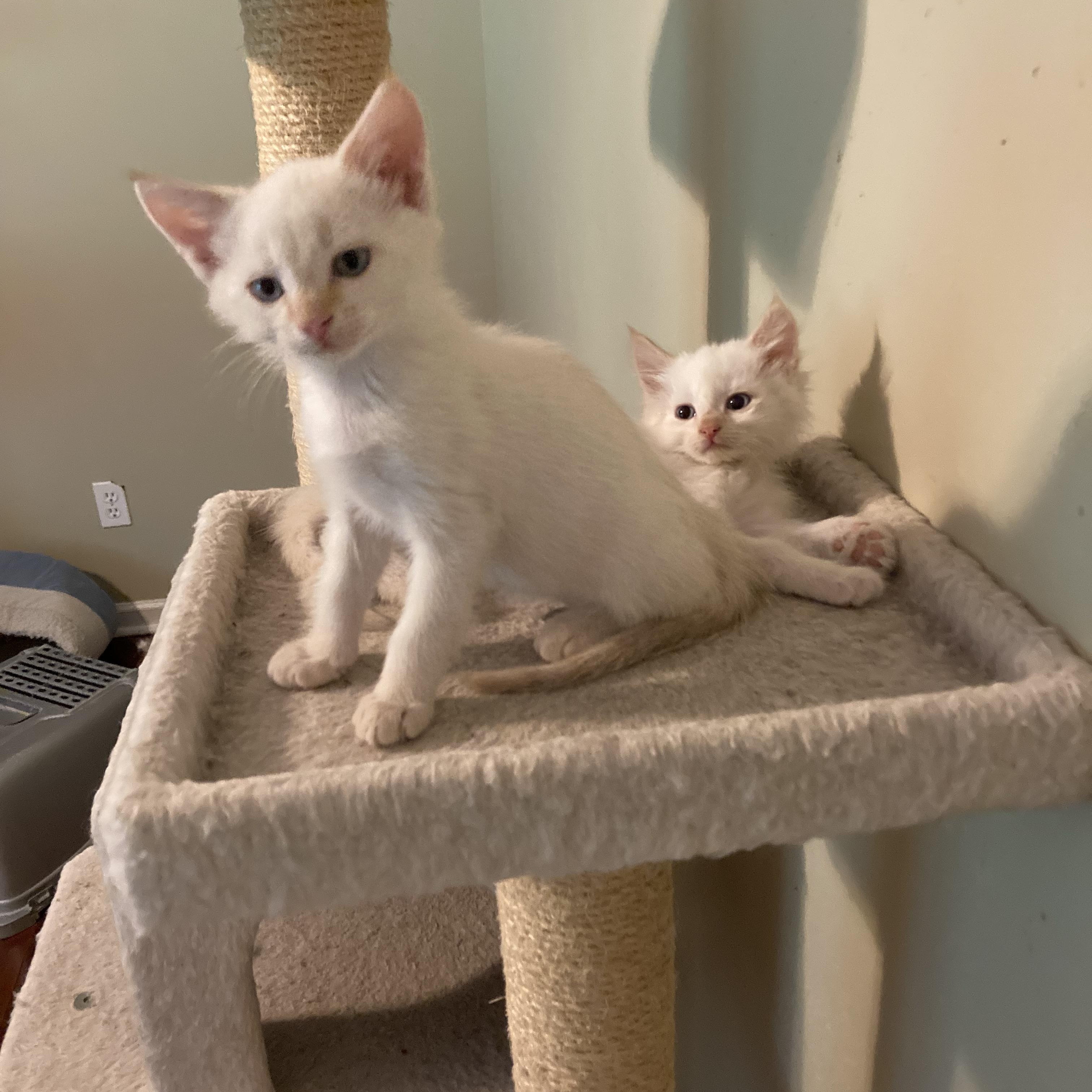 Mirabel and Rumor, an adopted mixed breed in Knoxville, TN image 2/4