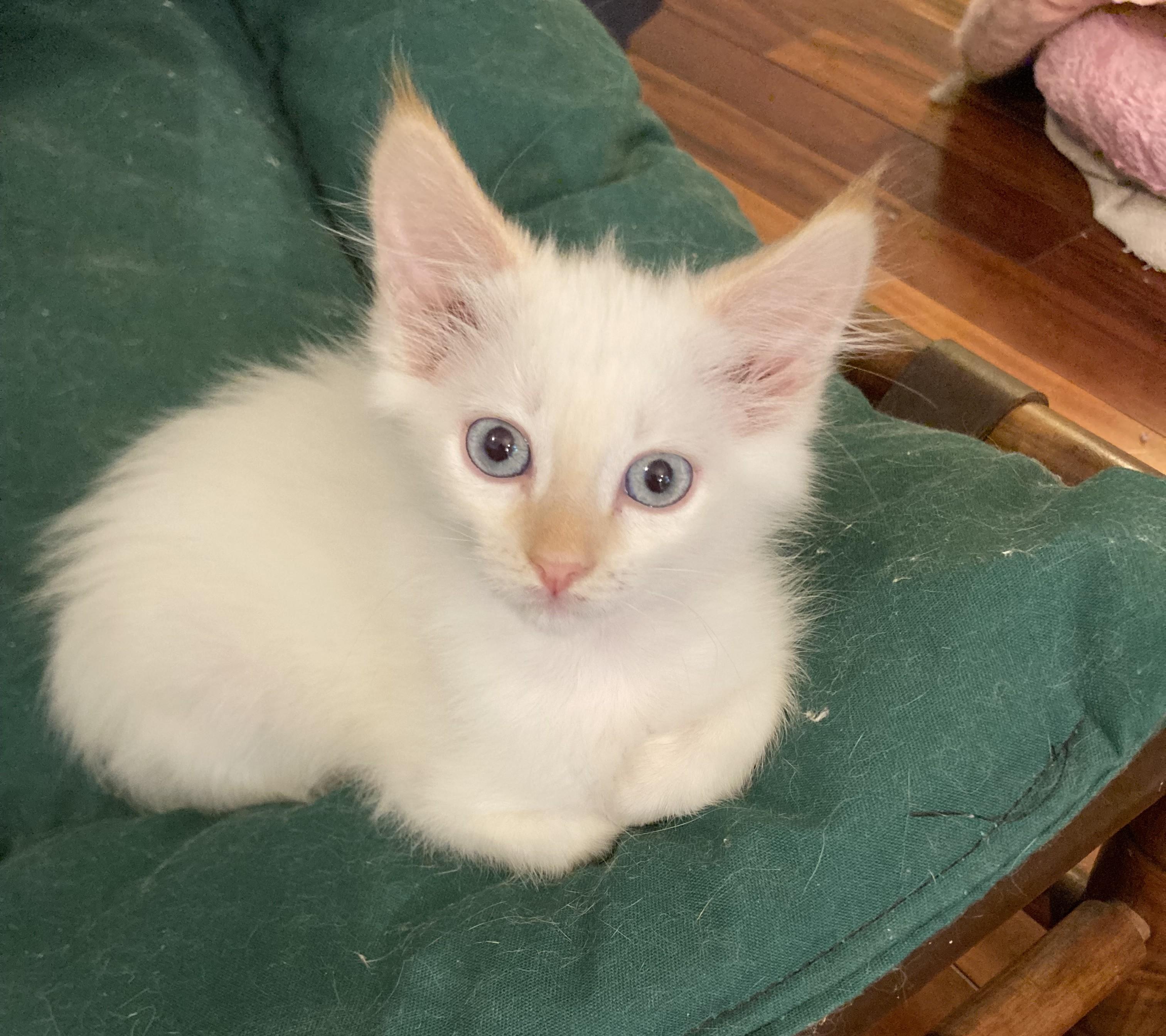 Mirabel and Rumor, adopted, Kitten Female Siamese.